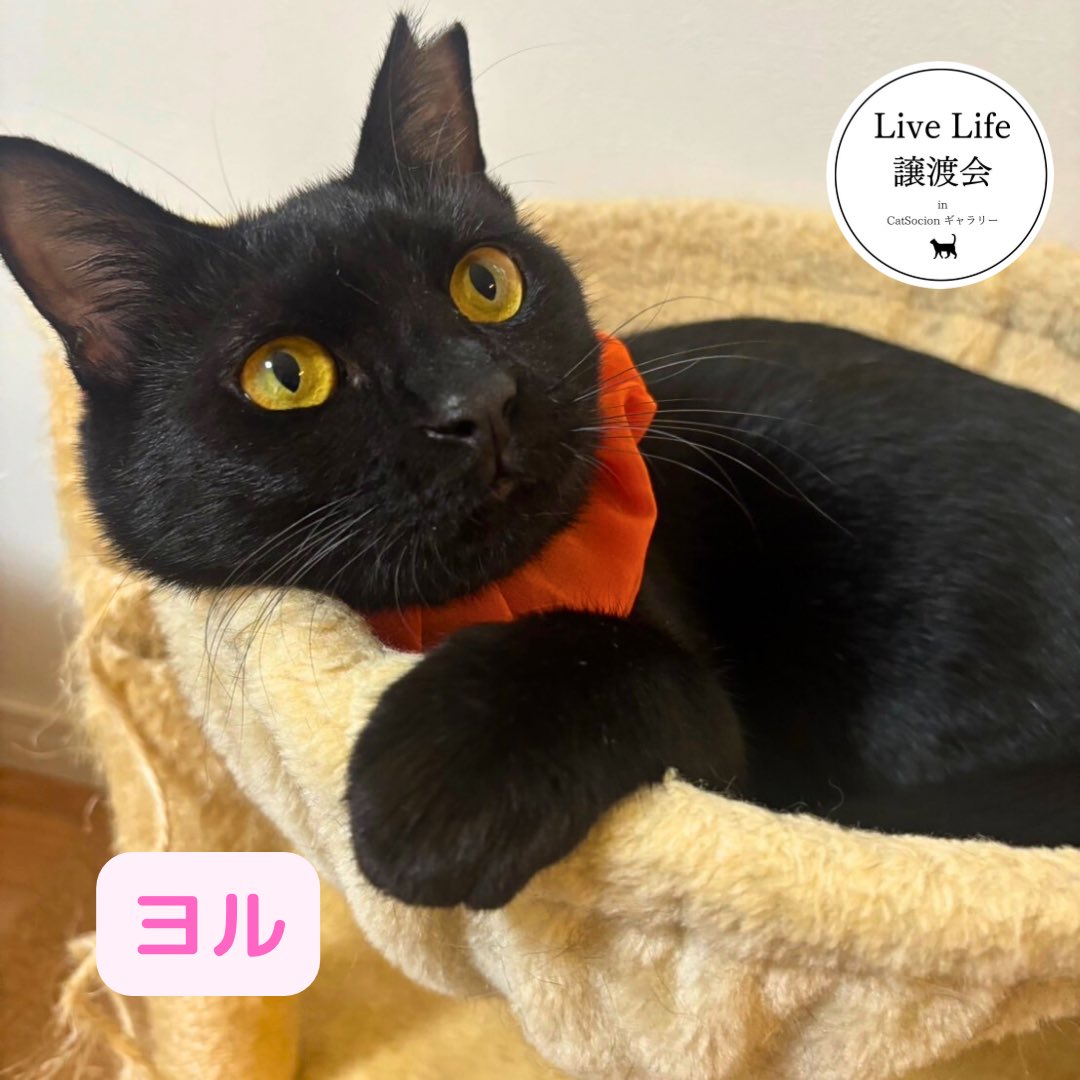 うちからは、あんずちゃんとヨルが参加します。白猫と黒猫🤍🖤
あんずちゃんは里親さんが見つかりやすい性格と思います。ヨルは猫エイズもあって癖もあるから長引くタイプ。
たった1人でいいんです。家族と出会ってもらえるように探し続けるのみ！がんばってきます😸