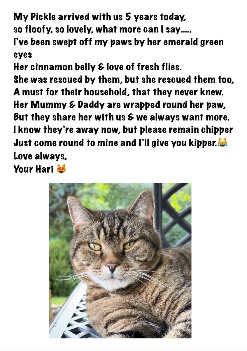 HaziKat's tweet image. 😻Happy 5th Gotcha Day my Pickle @PickliciousF 
Hope to see you later 🐟 🐠 #5YearsOfPickle #ThePickleversary #CatsofX #CatsofTwitter #Cats