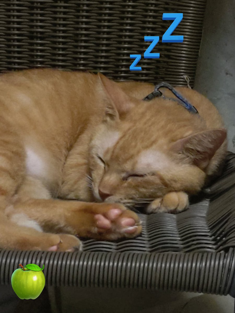 10/4(土)雨☔
おはニャ😸🐾💖
雨☔の日の猫は眠い💤・・・
なので　今日は寝るニャ😸🐾💖
(そとくん♂🍏いつもじゃん🤣)
