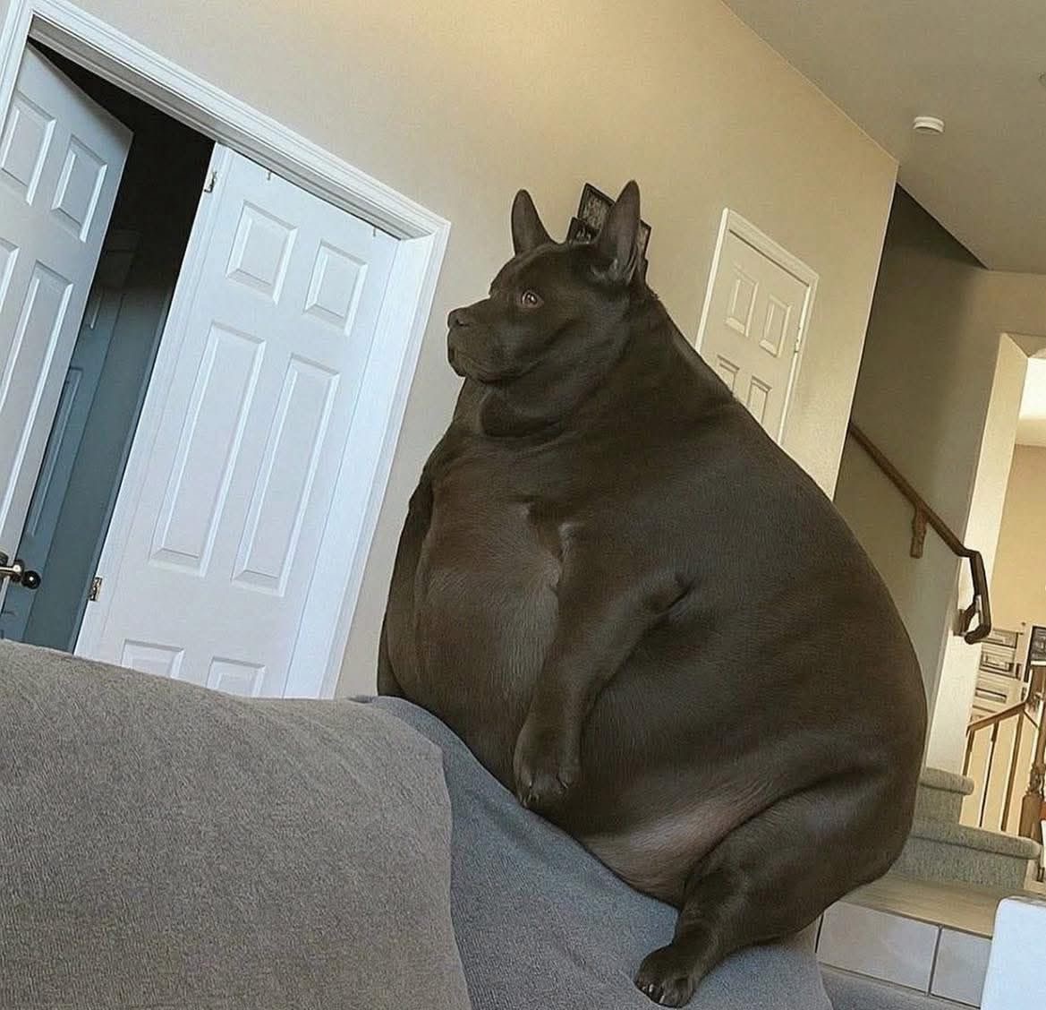 My Dog Is Fat (Fat Dog Acceptance Movement) (@cypressxmx) on Twitter photo 