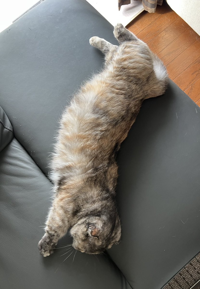 ちょい伸びこつぶちゃん