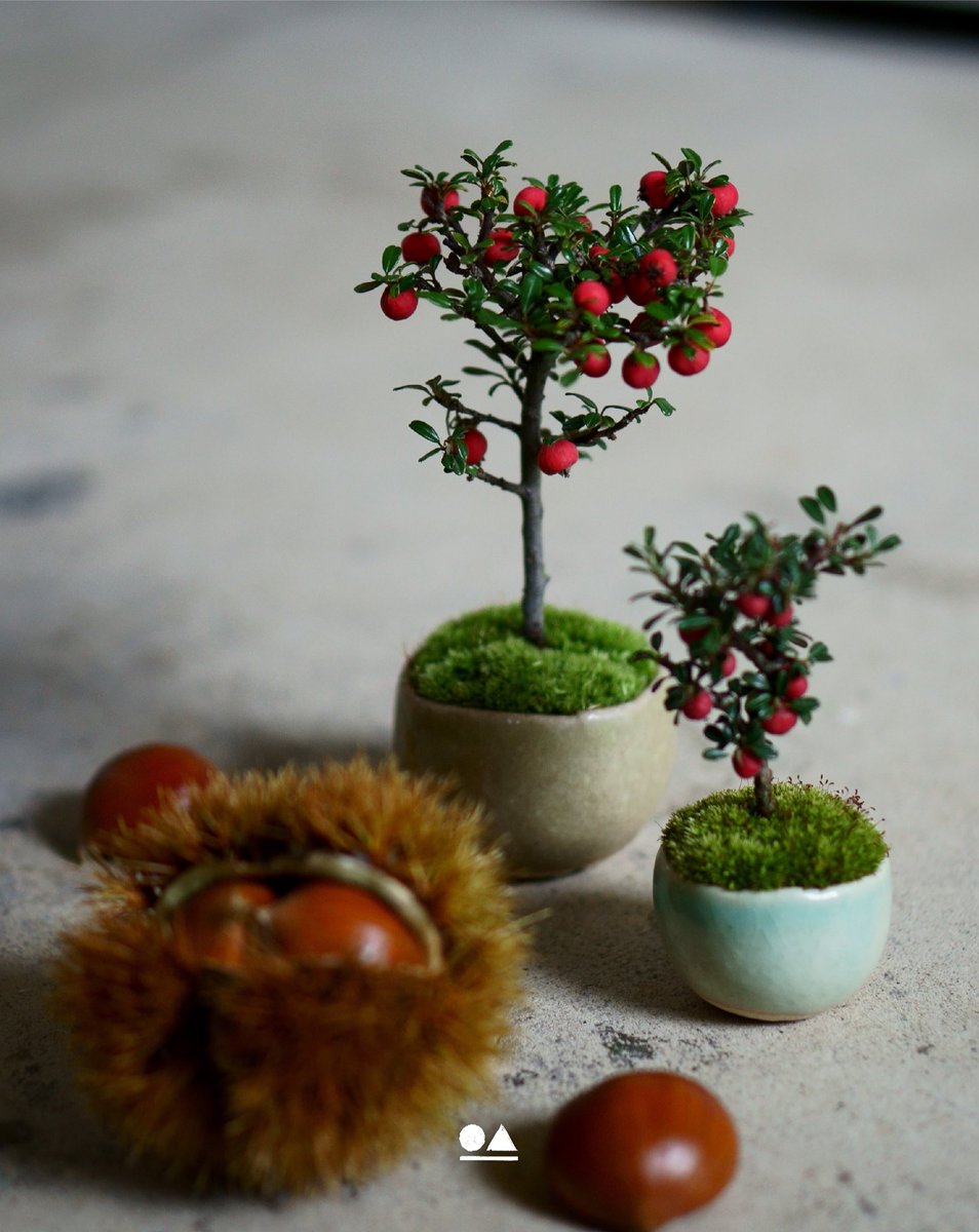 石木花|sekibokka (@sekibokka) / Posts / X