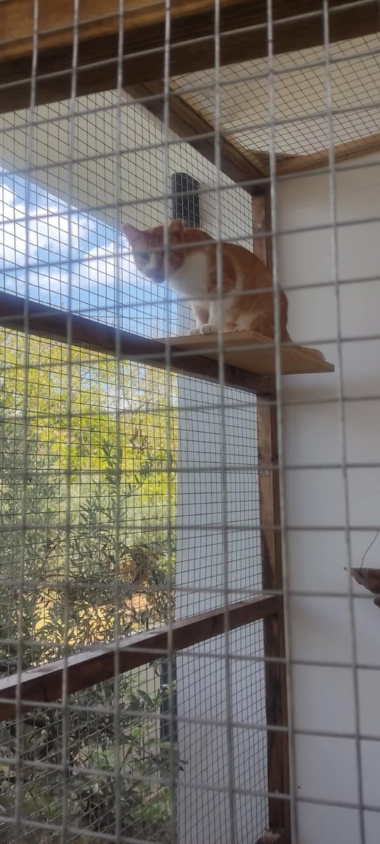 archiesanctuary's tweet photo. Over the past week, Robert and Louise have been hard at work building a special catio for Rufus, our blind cat, and Gnasher, who has a tumour in his inner ears. Thanks to their efforts, both boys will now be able to safely enjoy some time outdoors.

#Catlovers #Animalrescue https://t.co/2P3ovAZqei