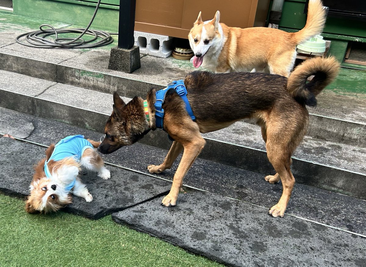 桃たろー🍑小平コギ tweet media