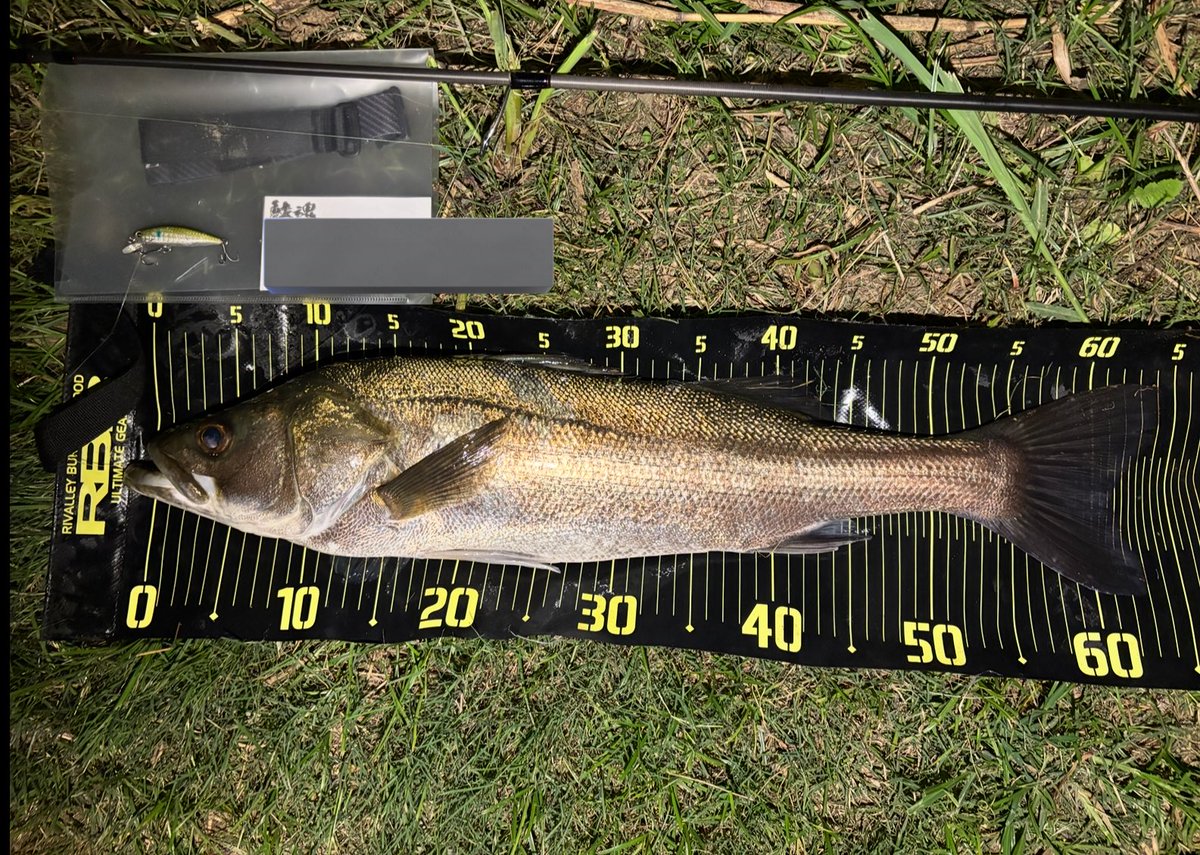 fishhand_'s tweet photo. 先日のtbfcは7位😭

夕マヅメで8本取れたけどサイズ上がらず、その後も魚を見つけられずにウェイイン

朝のロマンを求めて朝マヅメのメガドッグ1投目、もらったと内心ガッツポーズでしたが裏切られました。

#ミズキ50 https://t.co/4YwdG7TVgo