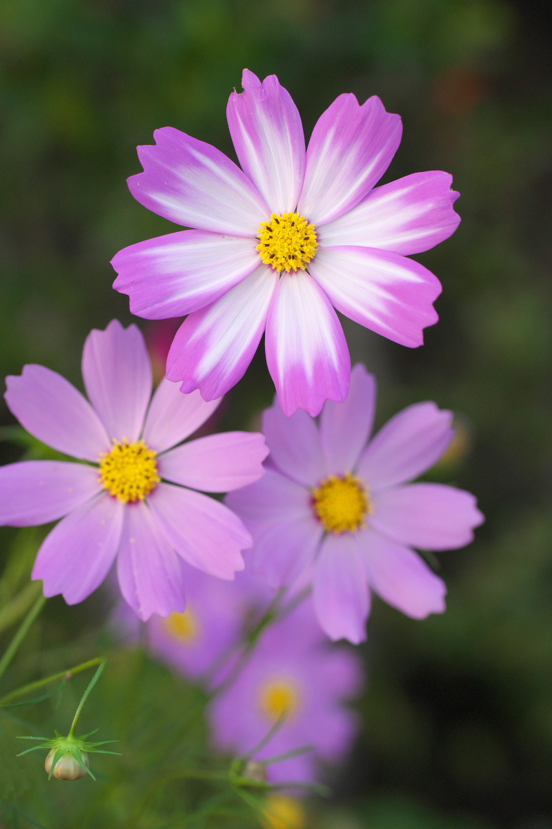 ✨コスモス様3点おまとめ✨ありがとうございます♡ サト on X: 