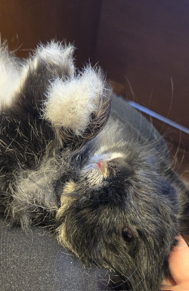 rabbit_uni's tweet photo. 夏の間グルーミングを控えていたので久々に🐰
おしりの方の毛玉ががっつり💦
ひとまわりスリムになりました！
がんばったね💦早く帰ろうね(；；)

 #うさぎのいる暮らし https://t.co/e4ywX7pR1u