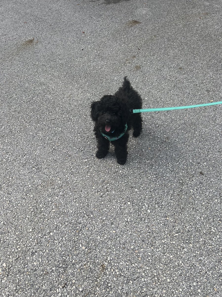 lexx_will's tweet photo. My New Edition: Midnight!!!! Shadow loves his baby brother 🐕‍🦺🐶🐾🦴🦴 https://t.co/9uNKZvO4Lh