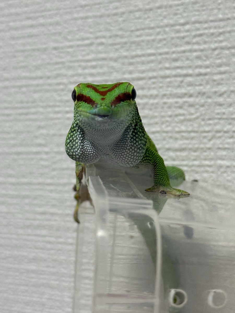 tonkatsuleopa's tweet photo. 引っ越しのためパッキングされるボイン https://t.co/ppWdU23Njc