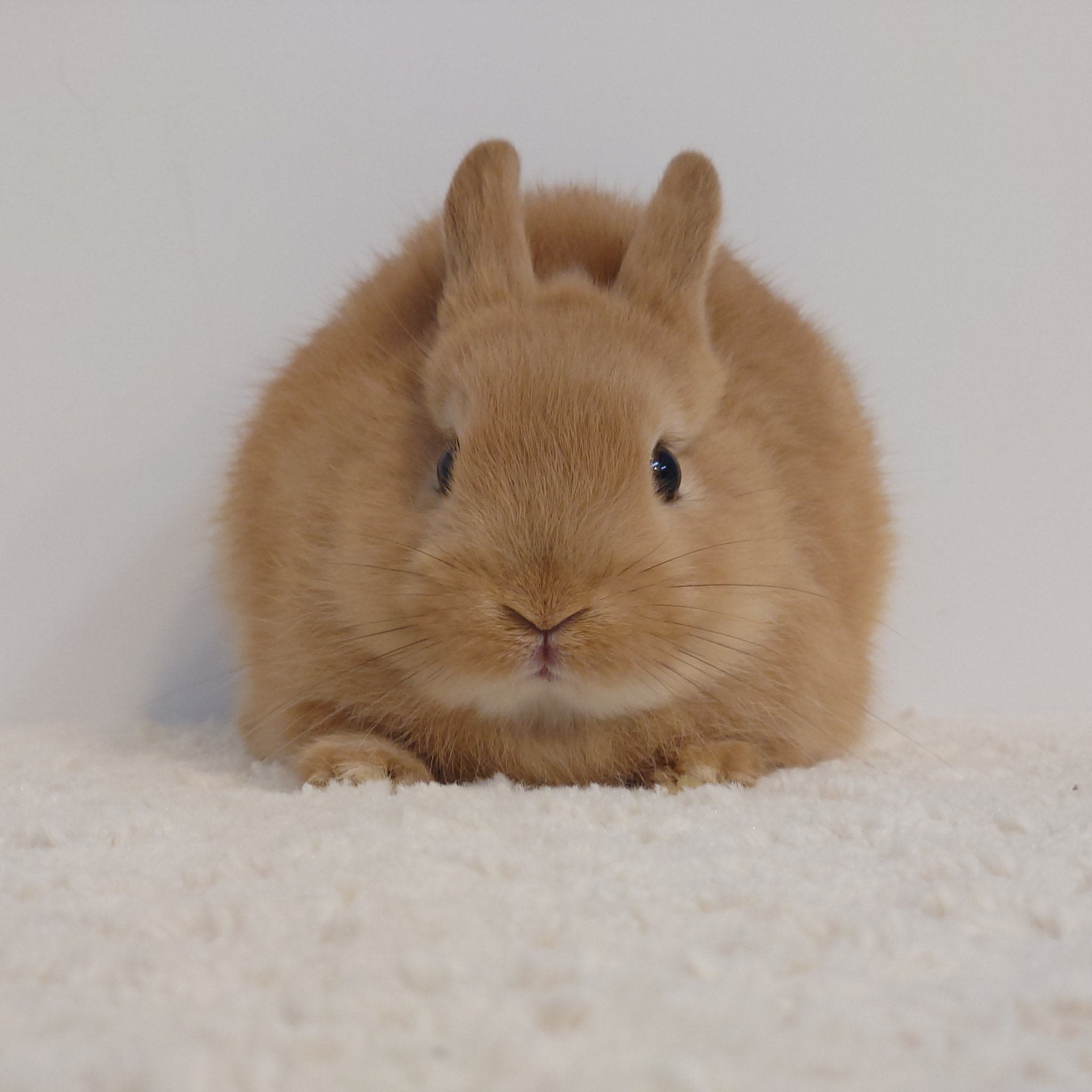 【即購入OK】yarnnakarn うさぎ　ブラウン Curious Hare Hook Brown KN-026H-20