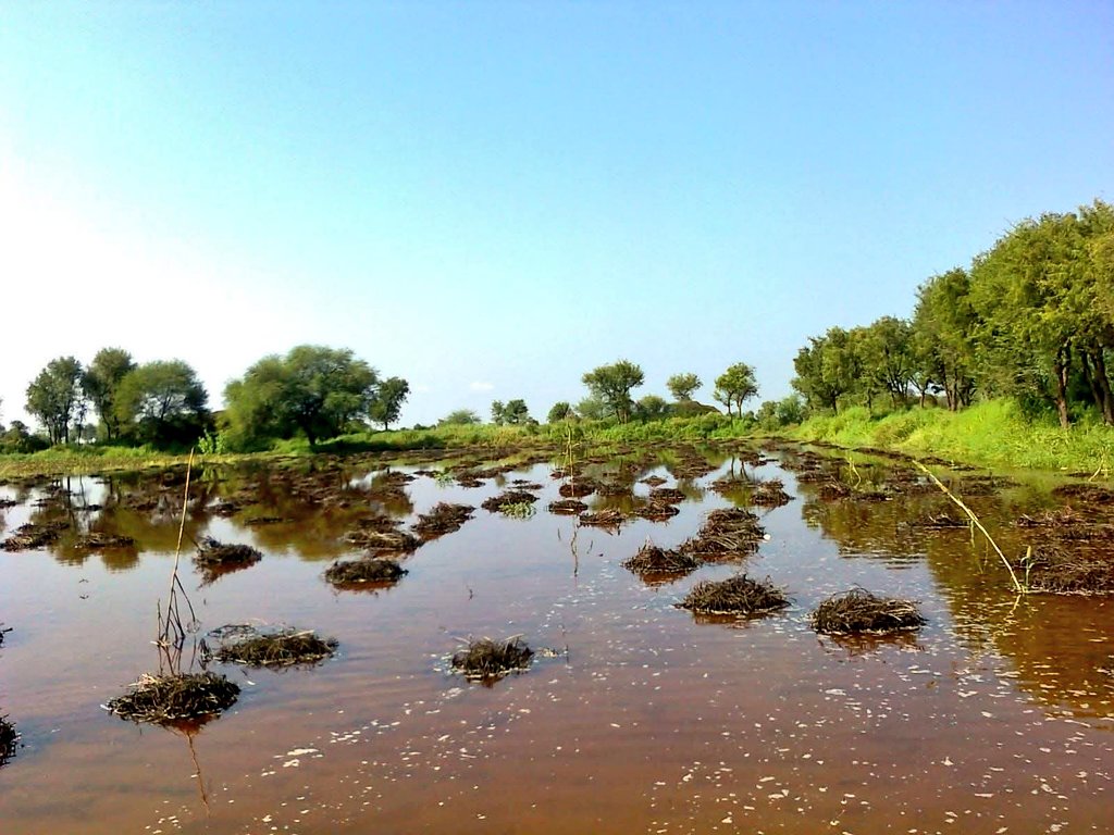 बेमौसम बारिश की वजह से किसानों को भारी नुकसान हुआ है... पूरे साल मेहनत करके फसल निकाल के घर लाने की बारी आई उस समय अपनी बर्बाद होती फसल को देखकर किसान आज खून के आंसू रो रहा है। 😥

#किसानों_को_मुआवजा_दो