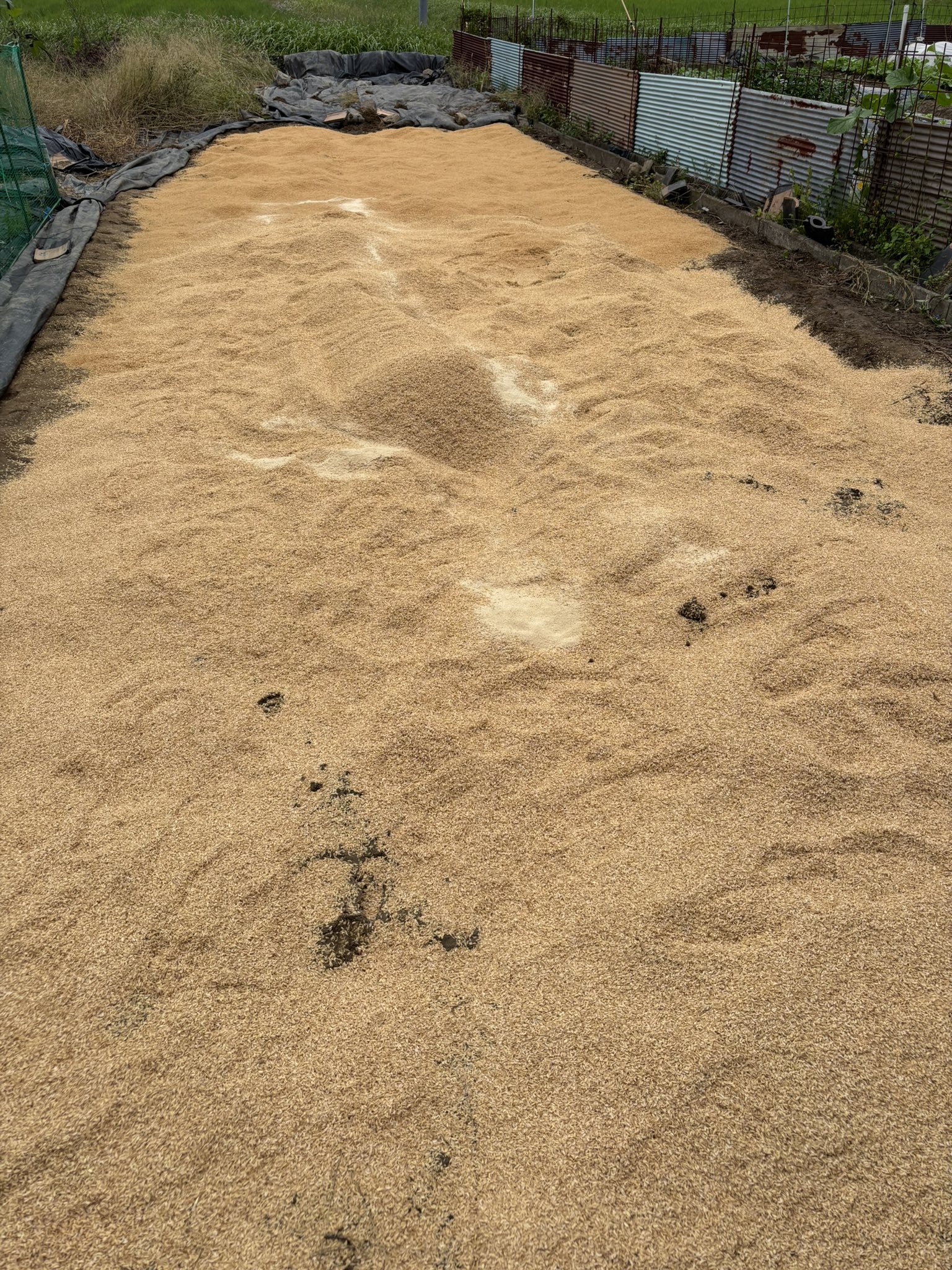 )籾様⑅/20 FIFTOM ぬかまき ヌカ 運搬 トラクター 籾 籾殻 散布幅1650mm