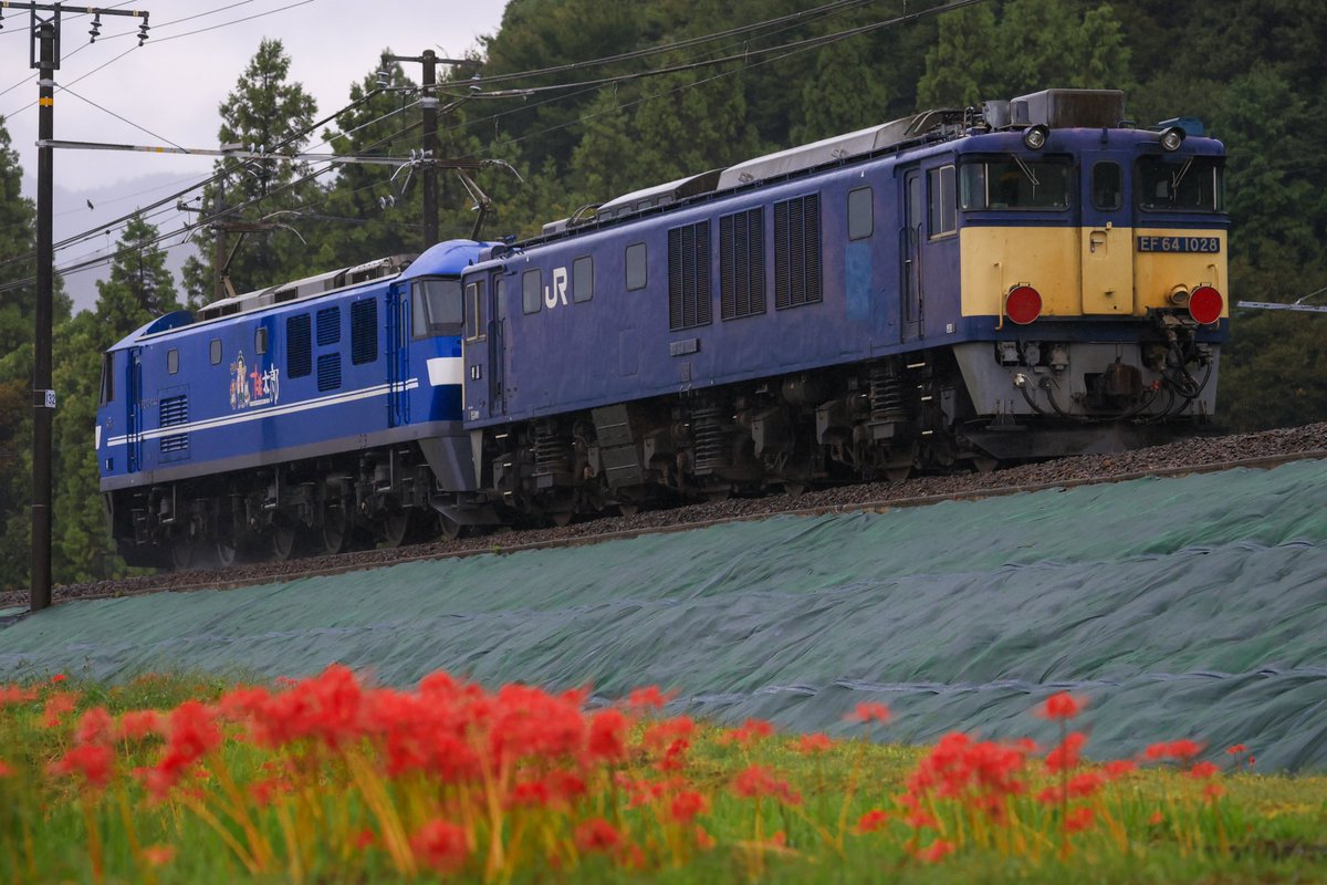 SE15GAEB's tweet photo. 2025.10.04
8865レ
EF210-144
ムドEF64-1028

ときおり強く降る雨の中、1028号機が岡山へ向かいました。

雨に濡れる彼岸花も綺麗です。 https://t.co/fk974UnouN