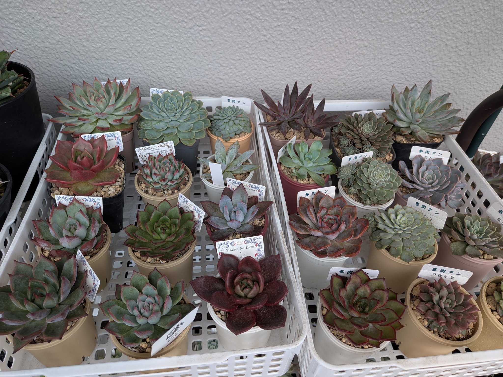 コキリノさん苗❤️2苗セット✨速達❤️ セット販売日、決めました | コキリノSucculents Life