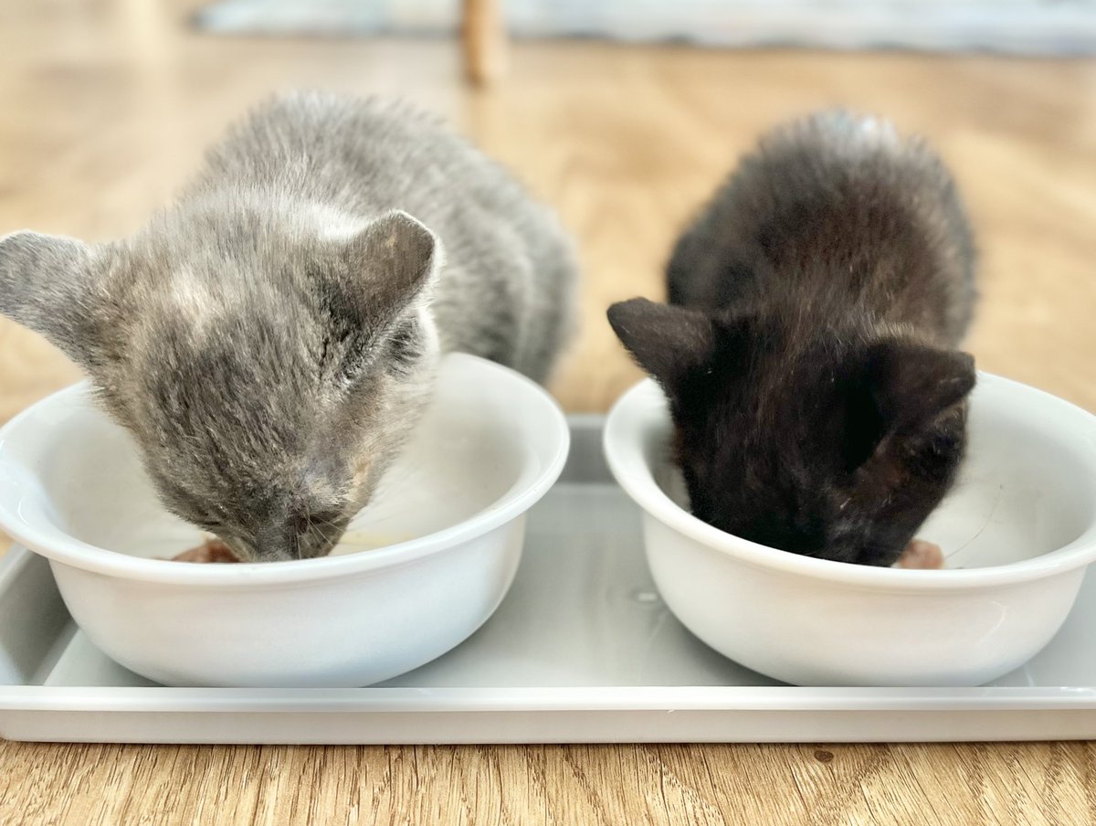 _bo_nanza's tweet photo. 先日、実家に居着いてしまった子猫2匹を保護しました。
数日前から付近で姿を見かけていたのですが、周囲に親猫の姿は無く、おそらく飼いきれなくなった飼い主が捨ててしまったのではないかと考えられます。
2匹とも衰弱は無く、食欲旺盛、元気一杯です！

#保護猫 https://t.co/Cq9GrJFlN9
