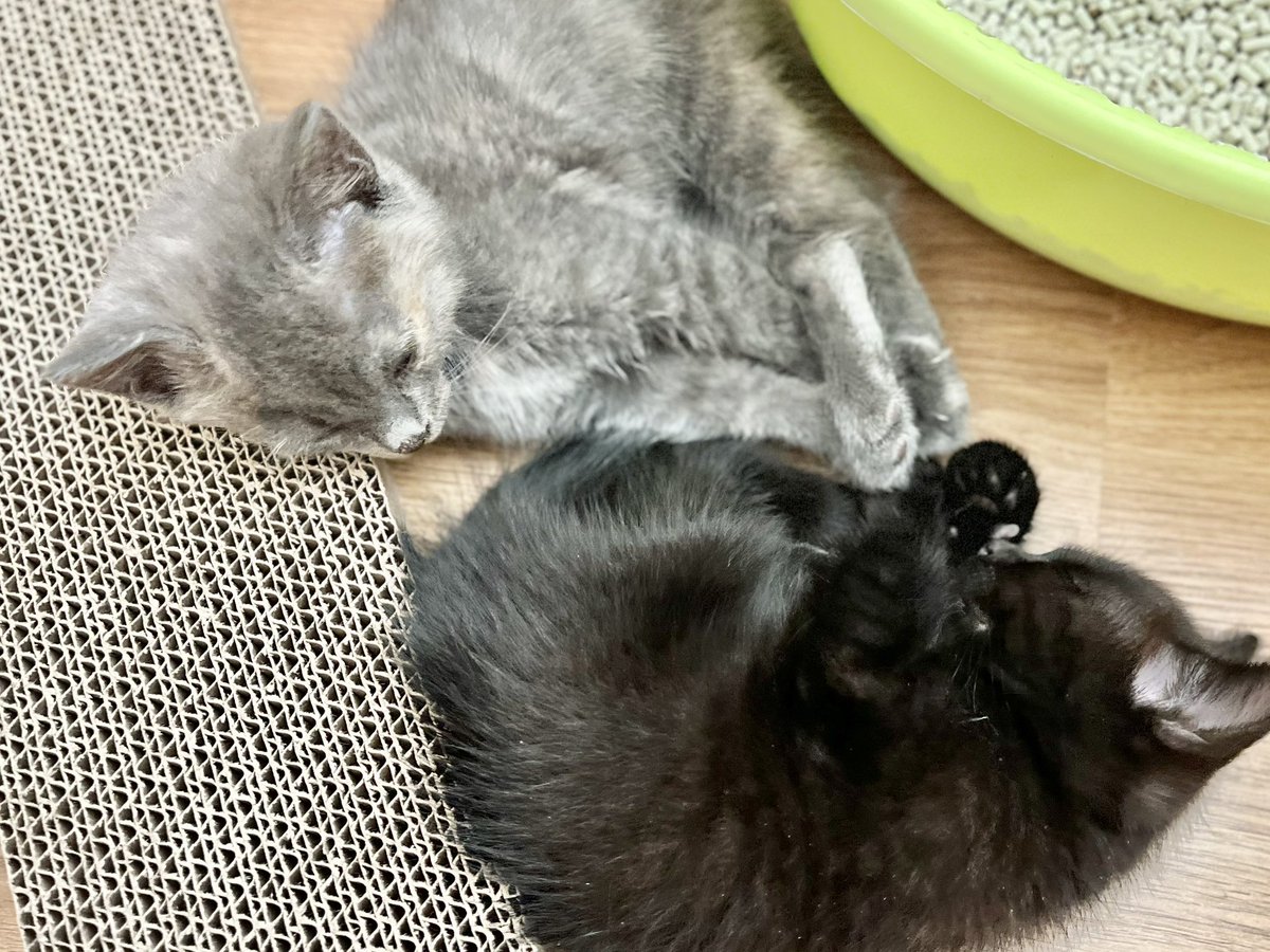_bo_nanza's tweet photo. 先日、実家に居着いてしまった子猫2匹を保護しました。
数日前から付近で姿を見かけていたのですが、周囲に親猫の姿は無く、おそらく飼いきれなくなった飼い主が捨ててしまったのではないかと考えられます。
2匹とも衰弱は無く、食欲旺盛、元気一杯です！

#保護猫 https://t.co/Cq9GrJFlN9