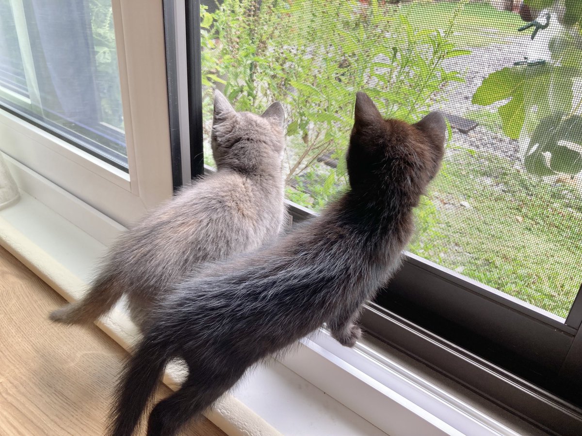 _bo_nanza's tweet photo. 先日、実家に居着いてしまった子猫2匹を保護しました。
数日前から付近で姿を見かけていたのですが、周囲に親猫の姿は無く、おそらく飼いきれなくなった飼い主が捨ててしまったのではないかと考えられます。
2匹とも衰弱は無く、食欲旺盛、元気一杯です！

#保護猫 https://t.co/Cq9GrJFlN9