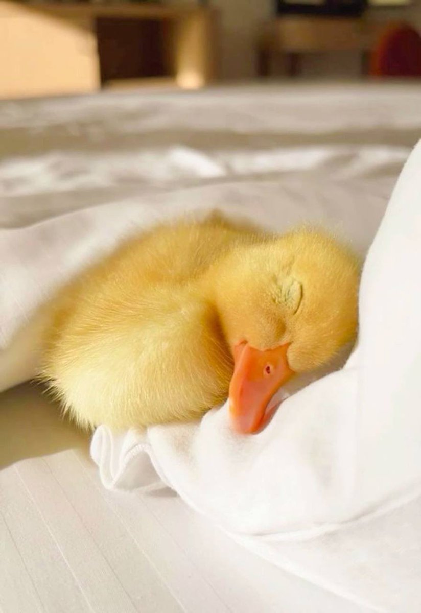 wallchain's tweet image. gQuack!🐤