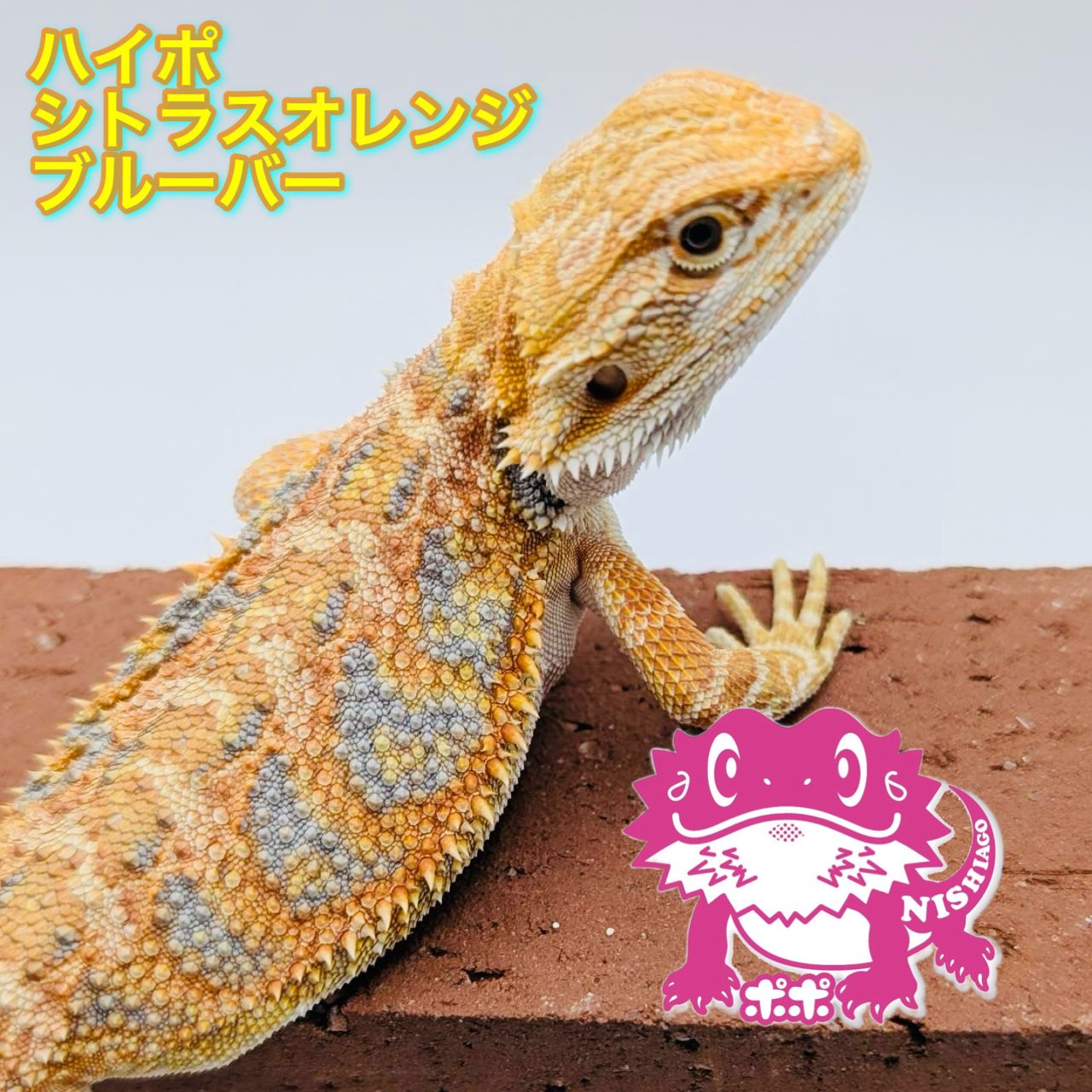 ポポのケージ (@poponocage) / X