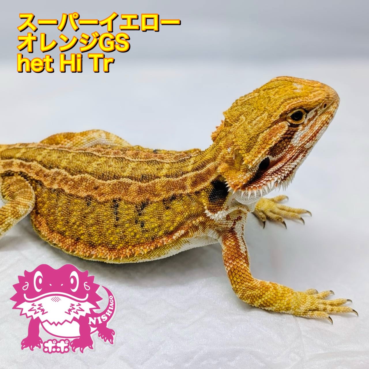 爬虫類　フトアゴヒゲトカゲ　ポポのゲージ　爬虫類ゲージ　お値下相談可 ☆フトアゴ飼育30フルセット | ポポのケージ