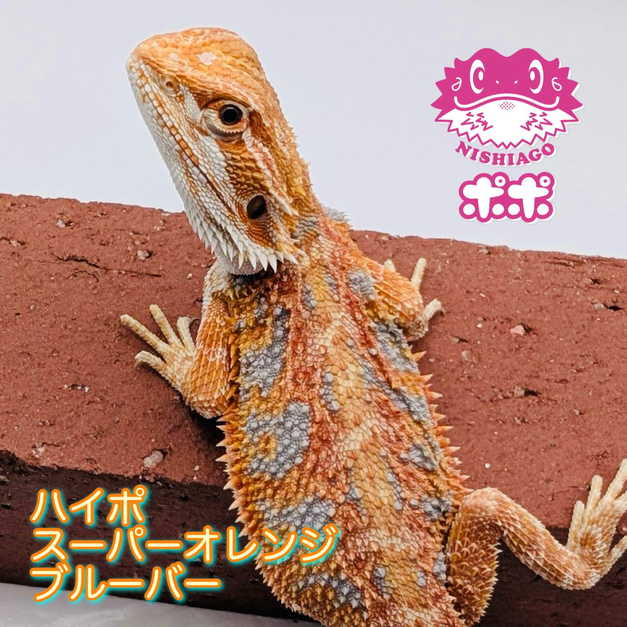 【美品】【匿名配送】ポポのケージ　フトアゴヒゲトカゲ　爬虫類 ポポのケージ (@poponocage) / X