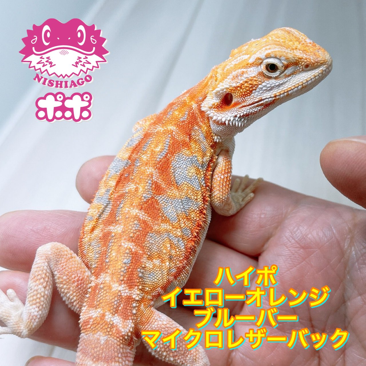 爬虫類　フトアゴヒゲトカゲ　ポポのゲージ　爬虫類ゲージ　お値下相談可 爬虫類フトアゴヒゲトカゲポポのゲージ爬虫類ゲージお値下相談可