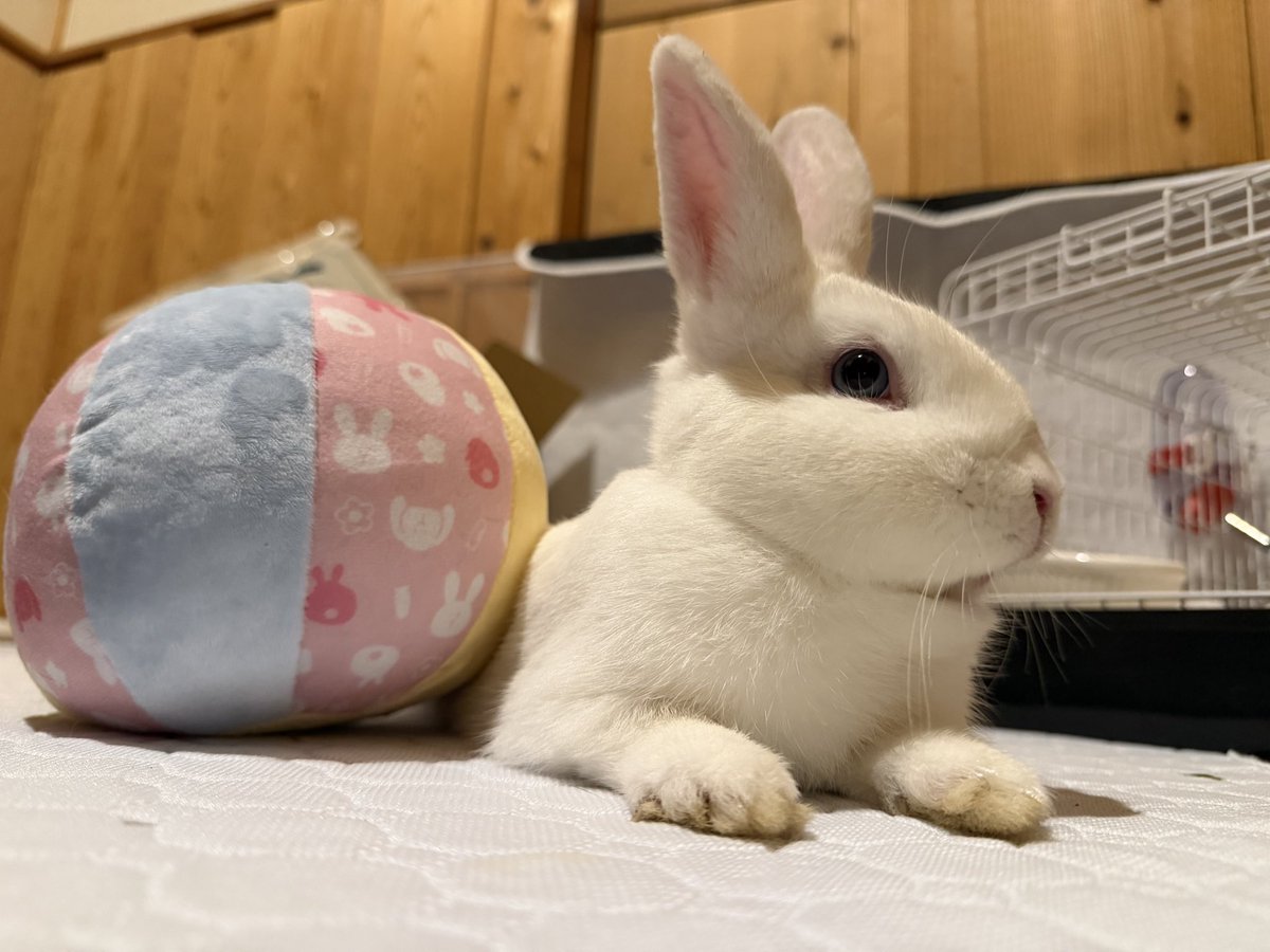 ⚠️屋外でうさぎを保護しました⚠️
🐰里親募集します🐰

【経緯】
9/27～　福岡県某所にてうさぎ2匹が野外にいるのが確認される
10/1 AM　うさぎ2匹を保護
10/1 PM　警察署に届出を済ませる(この時点で迷子情報無し)
10/4 AM　エキゾチックアニマルに詳しい病院にて診察を受ける

続く↓