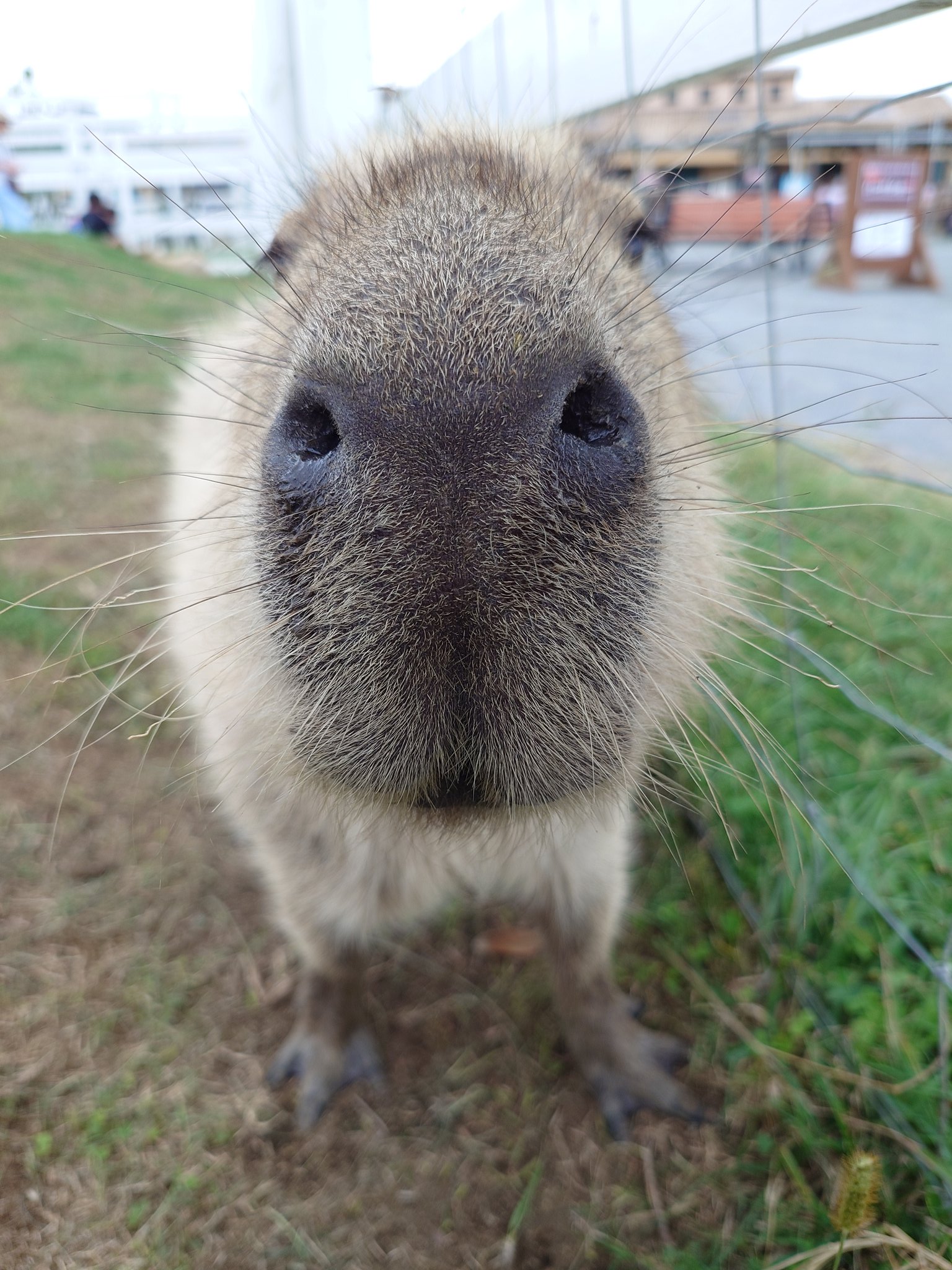 カピバラページ Capybara | Animal encyclopedia | ZFC.jp