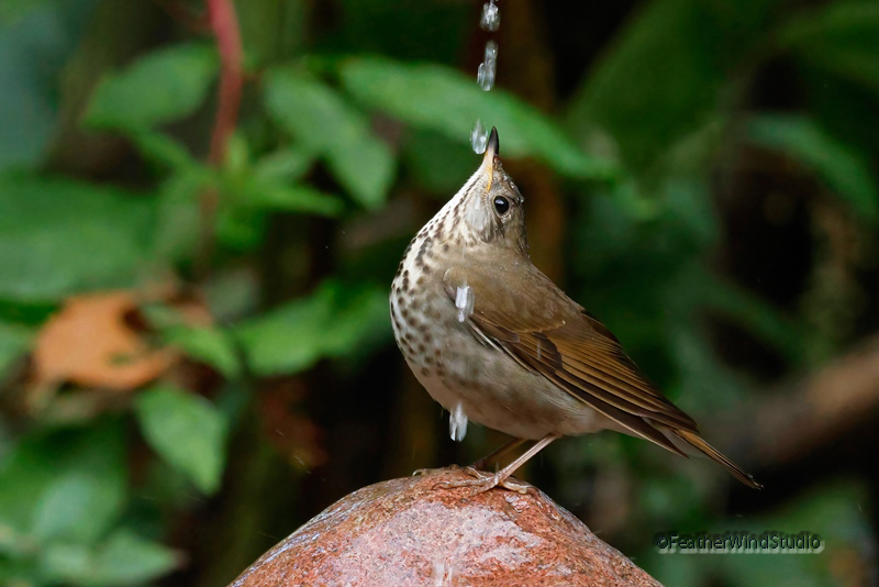 FeatherWindStudio tweet media