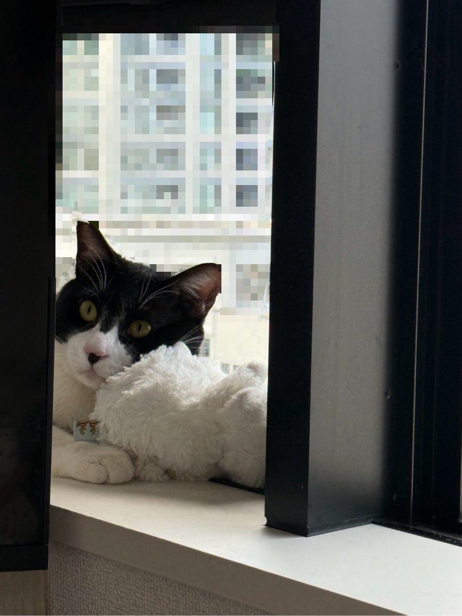 君が来る前、この部屋にわ白い猫が居てね。君と同じ野良猫だったんだ