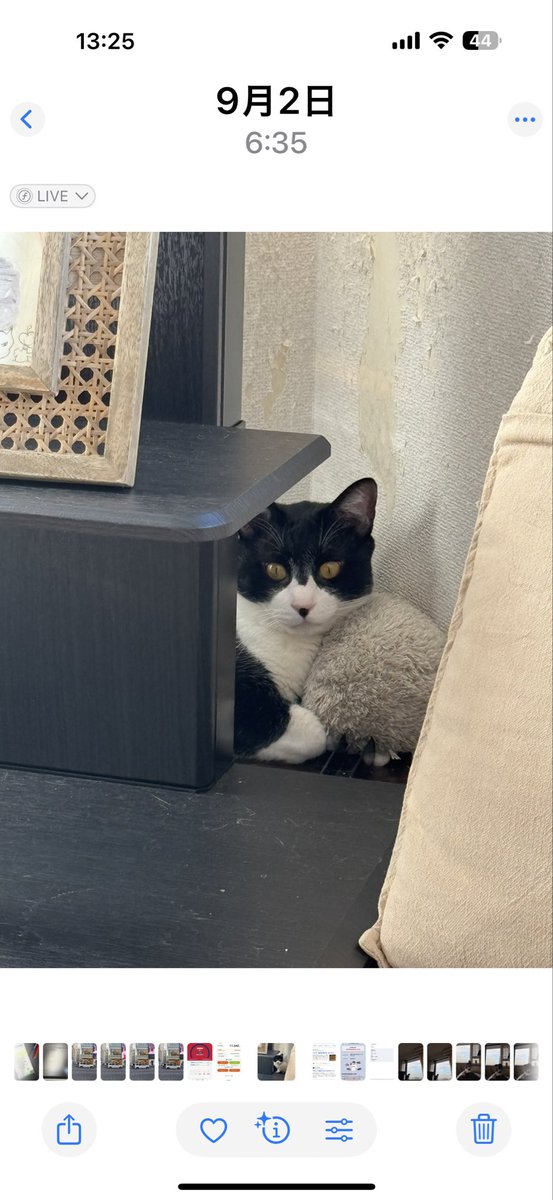 君が来る前、この部屋にわ白い猫が居てね。君と同じ野良猫だったんだ