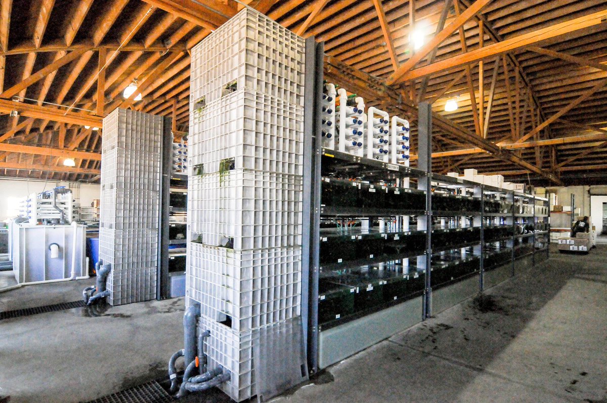 AmazonasMag's tweet image. What do you think of the recent news that #Aquatropic and its parental company #QualityMarine (Quality Marine) are recognized as American Humane Certified? amazonasmagazine.com/2025/09/16/q...

#aquariumtrade #pettrade #freshwateraquarium #aquarium #aquariums #aquariumindustry #aquaculture