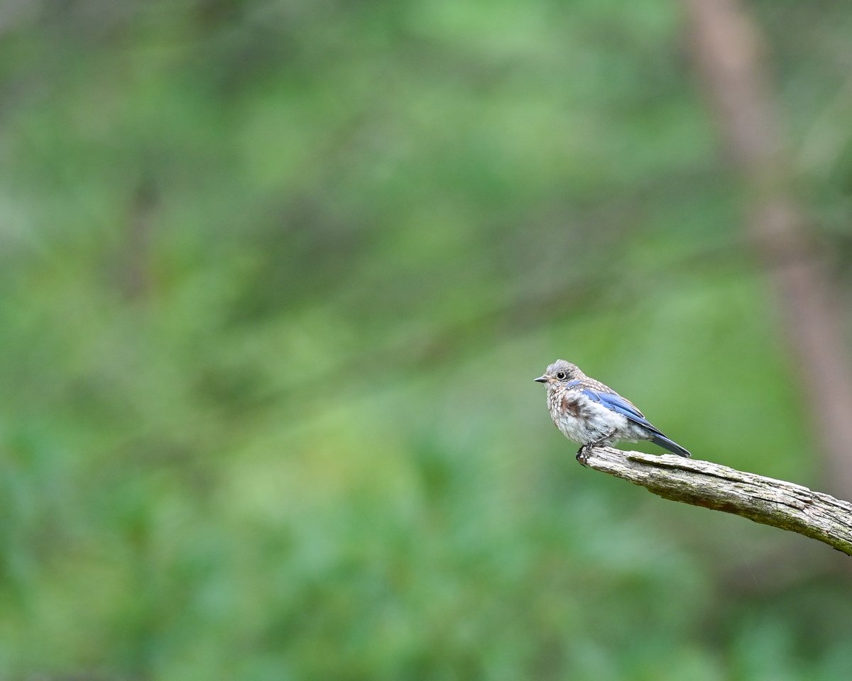 Shichijiro tweet media