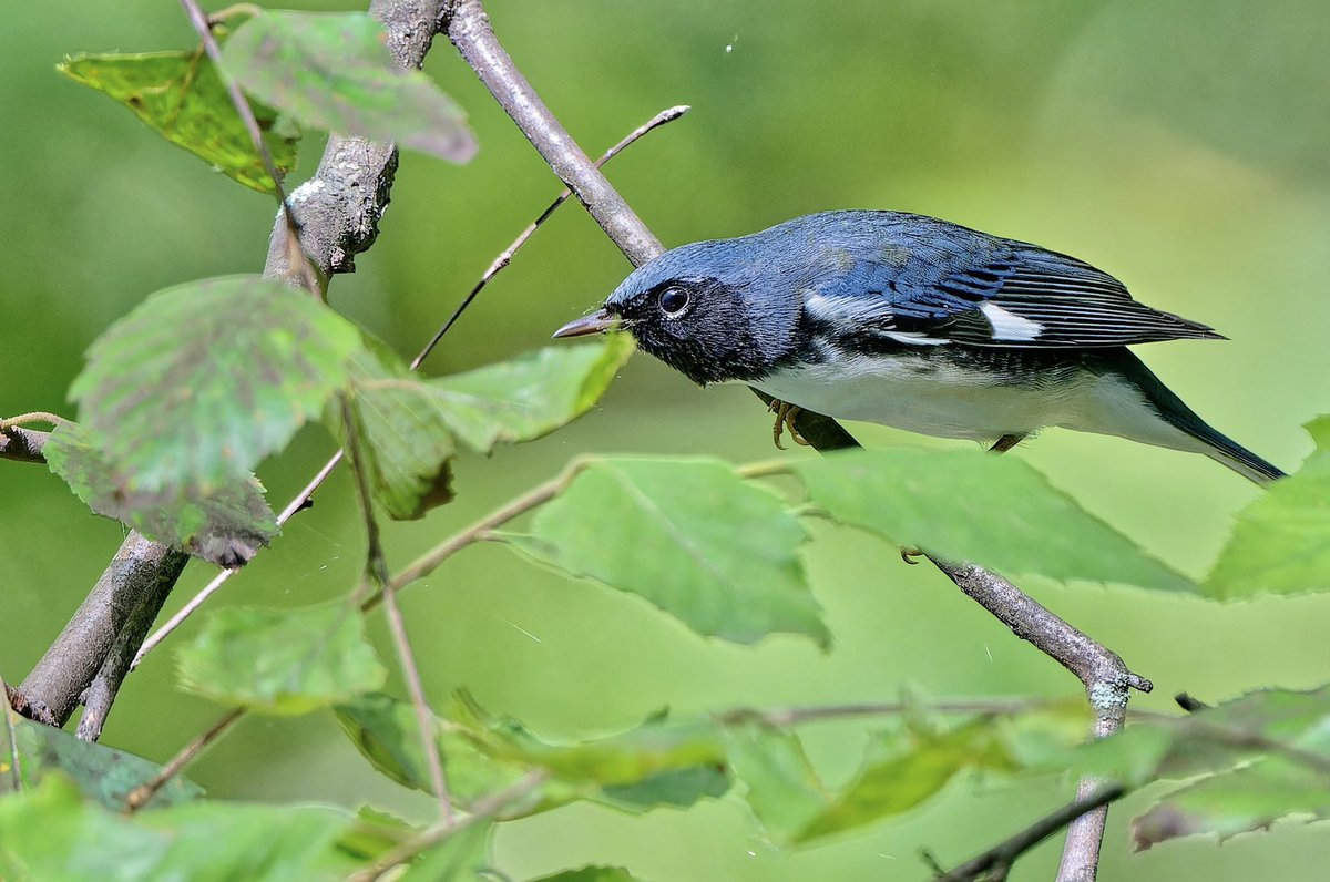 ejbarto1's tweet image. Evodia Field today(4Oct25): Red-eyed Vireo (Vireo olivaceus) Eastern Phoebe(Sayornis phoebe),Rose-breasted Grosbeak (Pheucticus ludovicianus) and Black-throated Blue Warbler(Setophaga caerulescens). #birdcpp #nikonphotography #birdnerd