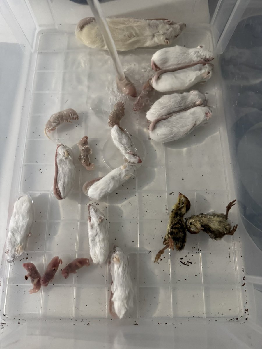 Rep_Chan_'s tweet image. 今日はこんだけ
最近疲れてるんか知らんけど

これ誰の餌や？現象多発😩