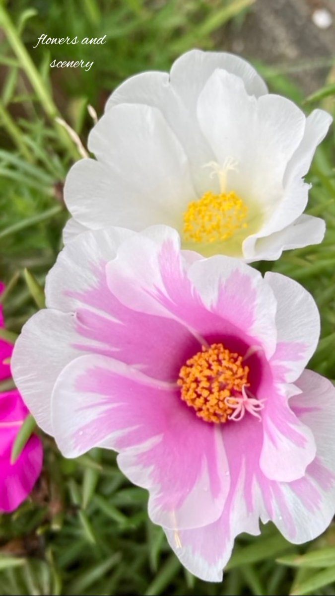 twisinthe5's tweet image. Morning!🌼🌸🌺