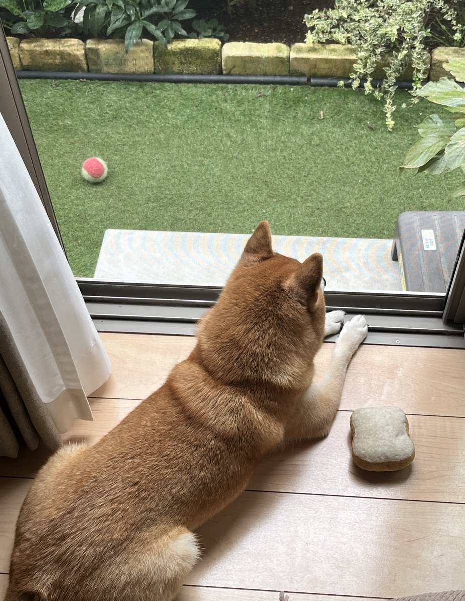 オーダー受付　柴犬　5/31 d3c179934cb09398a488d3cc719214