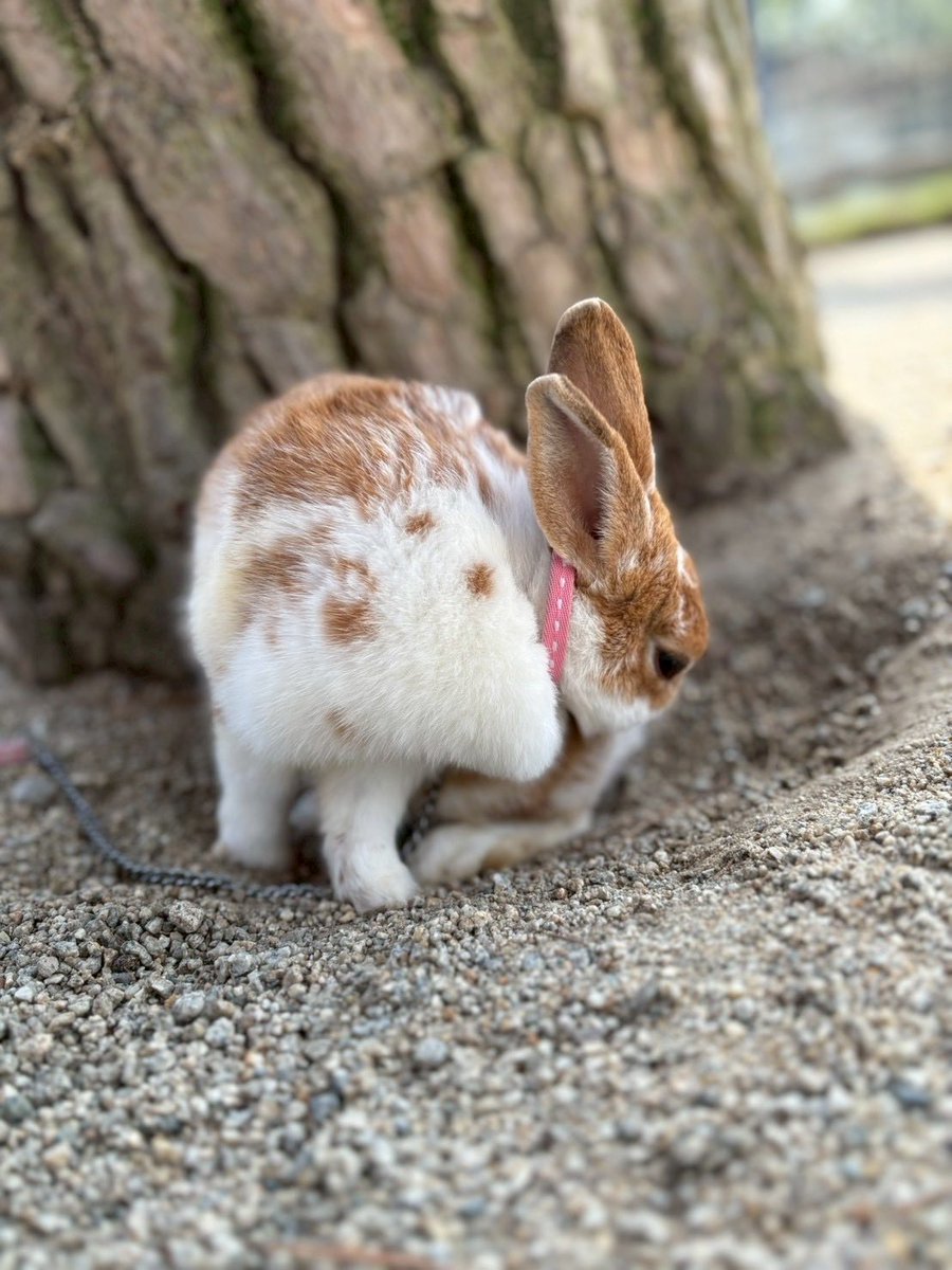 うさぎ 野うさぎ