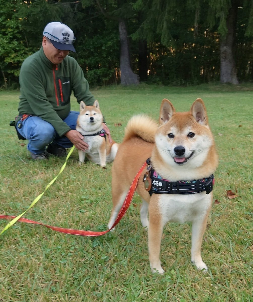 キュキュ（柴犬の九ちゃん） (@gBETQs4FK71tz68) / Posts / X