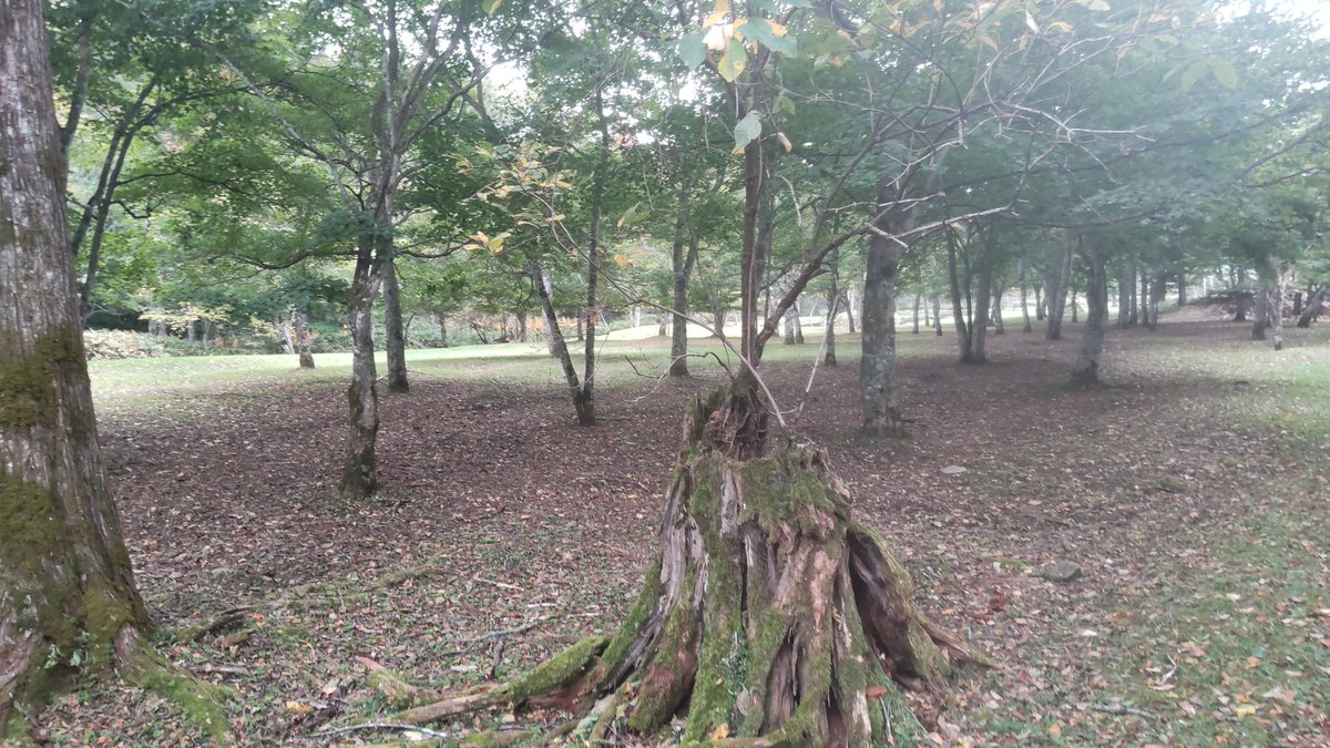 【速報】10/4　福原山荘
来週から朝方はかなり冷え込む予報です😊カエデの色づきも進んでいくと思われますので、楽しみに待ちたいと思います🍁