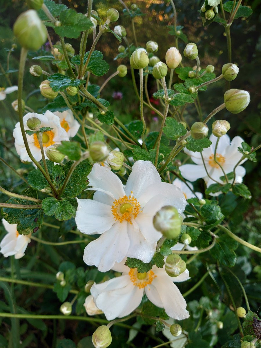 北側エリアの花壇は賑やか中🎶
シュウメイギクもゆっくりと咲きだし秋に向かってるんだと気付かされますね
濃ピンク色も以前は咲いていたはずだけど…お手入れが間に合わず何処かへ

さて、本日の作業は何をしようかな〜

#ガーデニング 
#TLを花でいっぱいにしよう 
#シュウメイギク