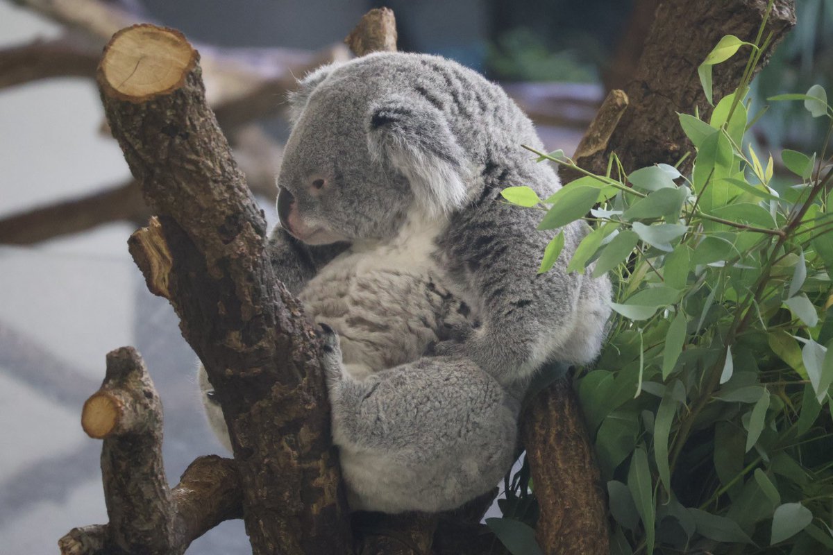 小動物の画像診断 小動物の画像診断