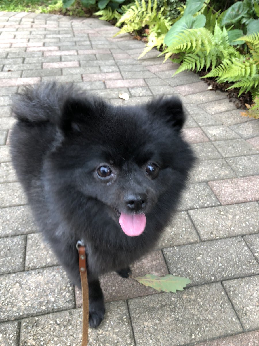 おは🐻朝んぽ🐾
目クソついてるね〜😁

#ポメラニアン
#犬好きさんと繋がりたい
#土曜日