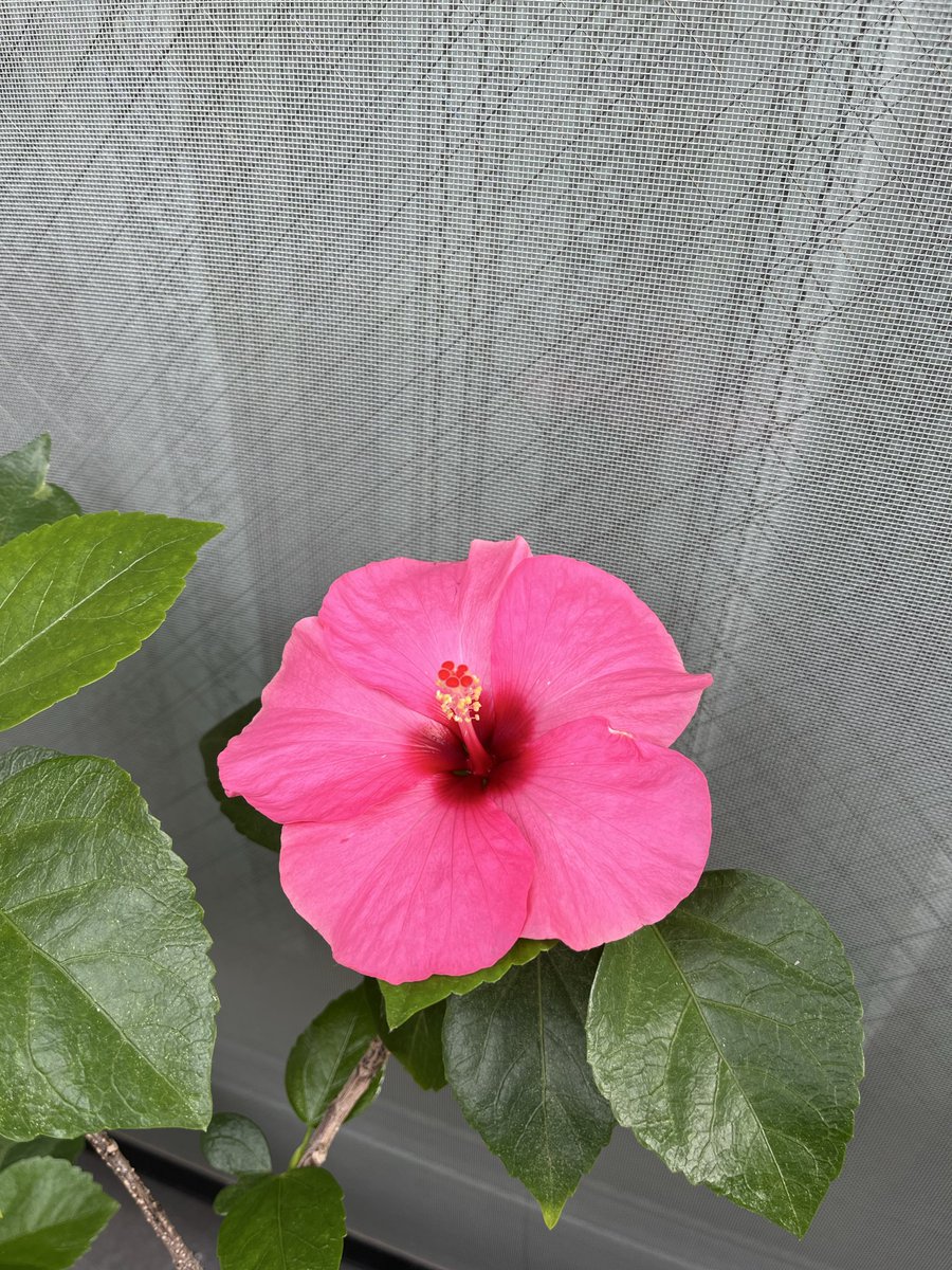 ハイビスカス様専用 ハイビスカス様専用□20年もののハイビスカス/赤い