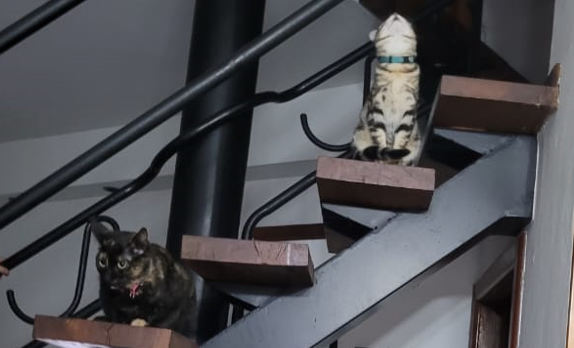 clarie07C2's tweet photo. @Gus_HL2 Mi sobrina tiene dos gatas,ambas rescatadas del vecindario ,una de ellas Carey y se la pasan en la escalera o durmiendo con los nenes.😆😍 https://t.co/MzMqWYYhU0