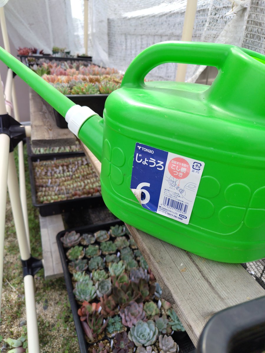 ゴリラ系タニラー仲間の皆様ごきげんよう♡

わたくし、おジョウロを新調いたしましたわ

今まで8や10㍑を使ってましたけど、胸の高さのおベランダの棚に、小一時間かけて使うと、肩がバチくそモゲちらかして困ってましたの

これでもう安心ですわ

小指で持てますわね

それでは
ごめんあそばせ♡🦍🍌