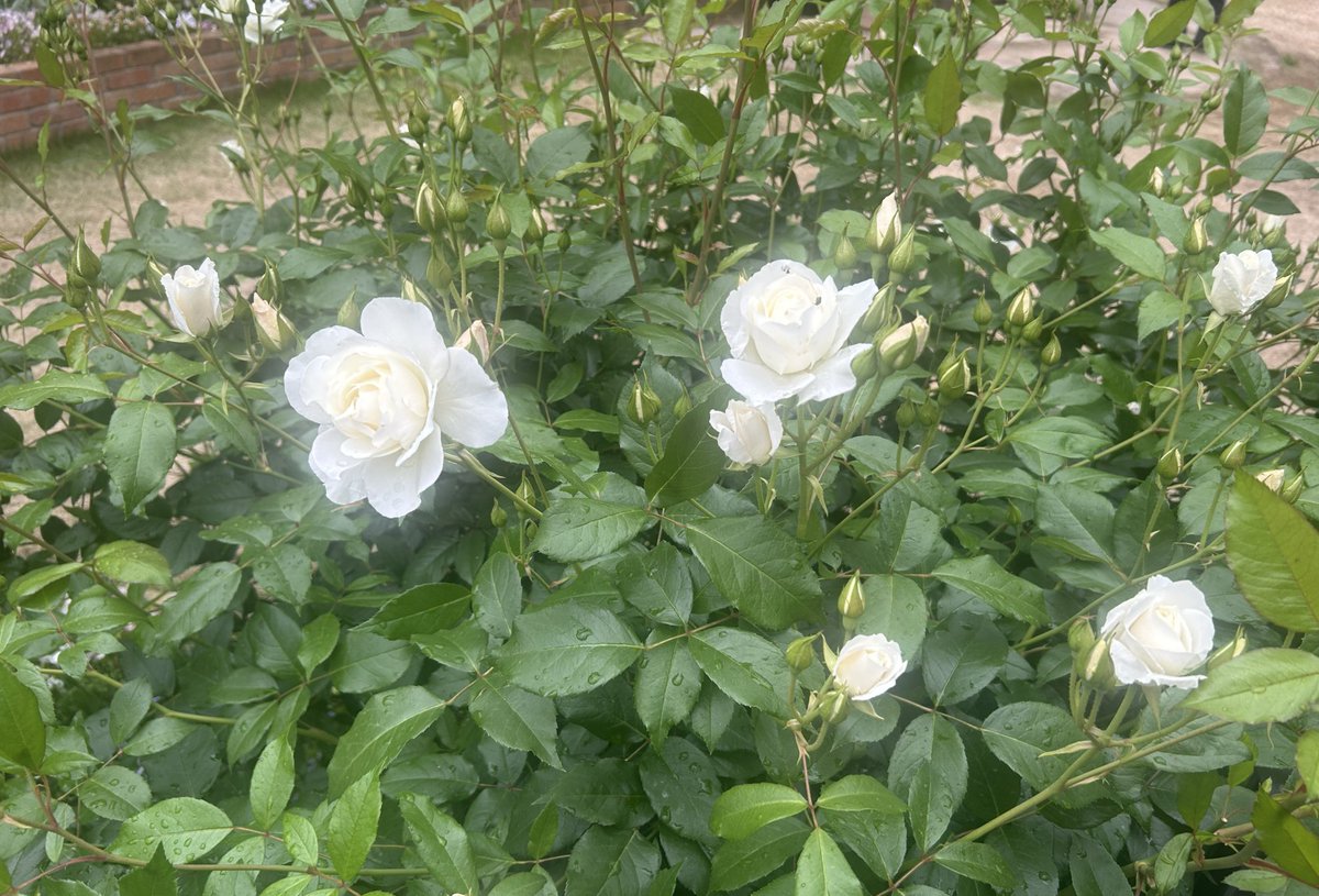 RegerBusonipf21's tweet image. The 3rd of October is the anniversary of Hans Gál&apos;s death.

Hans Gál (1890-1987) : Composer