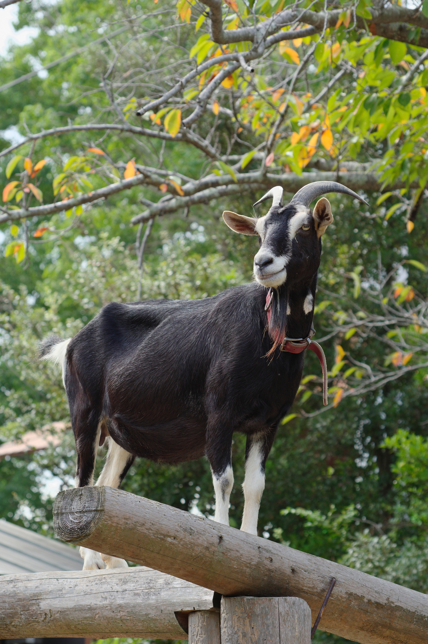ときわ動物園（公式） on X: 