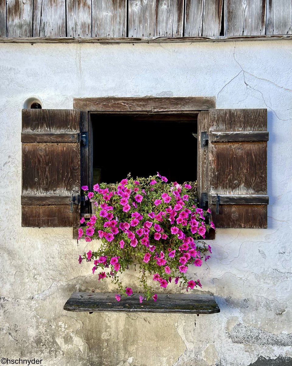 HrSchnyder's tweet image. Von Malans geht es wieder talwärts #malans #landquart #graubünden #wandern
#hiking