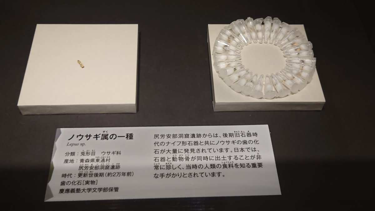 旧石器時代 - Search / X